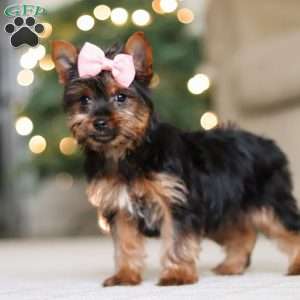 Layla, Yorkie Puppy